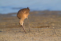 Long-billed Curlew (Numenius americanus) probing sand, foraging for Fiddler Crabs. Pinellas County, Florida Gulf Coast, USA, March.