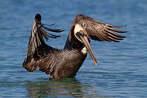 Eastern Brown Pelican (Pelecanus occidentalis carolinensis) adult in breeding plumage unfolding its wings to begin its takeoff. Pinellas County, Florida, USA, January.