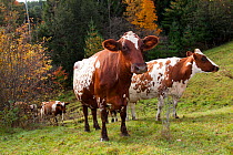 Ayrshire cows (Bos taurus) standing in high pasture. S. Royalton, Vermont, USA, October.