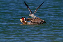 Eastern Brown Pelican (Pelecanus occidentalis carolinensis) after surfacing from a dive, with Laughing Gull (Larus atricilla) opportunistically mobbing it for fish. Pinellas County, Florida, USA, Janu...