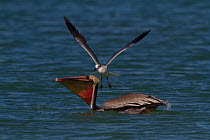 Eastern Brown Pelican (Pelecanus occidentalis carolinensis) after surfacing from a dive, with Laughing Gull (Larus atricilla) opportunistically mobbing it for dropped fish. Pinellas County, Florida, U...
