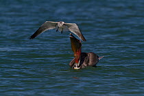 Eastern Brown Pelican (Pelecanus occidentalis carolinensis) after surfacing from a dive, with Laughing Gull (Larus atricilla) opportunistically mobbing it for dropped fish. Pinellas County, Florida, U...