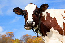 Portrait of Ayrshire cow.  Vermont, USA, October.