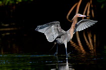 Reddish Egret (Egretta rufescens) in breeding plumage, using characteristic open wings and bounding foraging gait at the edge of red mangrove. Pinellas County, Florida, USA, March.