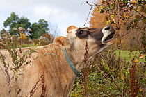 Jersey cow  browsing on wild berries in high pasture. Vermont, USA, October.
