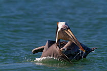 Eastern Brown Pelican (Pelecanus occidentalis carolinensis) draining gular pouch after surfacing from a dive, with Laughing Gull (Larus atricilla) opportunistically mobbing it for dropped fish. Pinell...