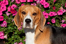 Beagle Hound male portrait against flowers, USA