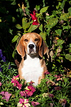 Beagle Hound male portrait amongst flowers. USA