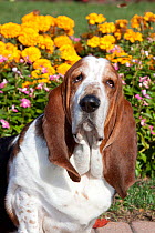 Portrait of tri-color Basset Hound male dog against flowers. USA