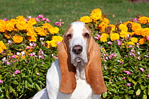 Portrait of red and white Basset Hound dog against flowers. USA