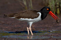 American Oystercatcher (Haematopus palliatus) foraging on tidal mud flats with bivalve in beak. Pinellas County, Florida, USA, March.