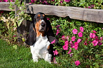 Dark tri-color Basset Hound dog sitting by flowers. USA