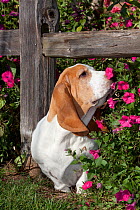 Red and white Basset Hound sniffing flowers in garden. USA