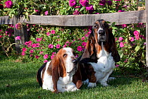 Two tri-color Basset Hound dogs on grass by petunias and zinnias in garden. USA