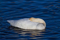 Trumpeter Swan (Cygnus buccinator) sleeping on water; the bird is wintering on the Mississippi River; Minnesota, USA, February.