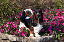 Dark tri-color Basset Hound dog  standing among garden flowers. USA