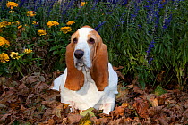 Red and white Basset Hound dog in autumn leaves by late garden flowers. USA