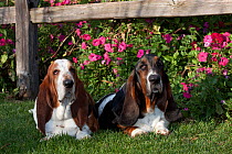 Two tri-colored Basset Hound dogs lying on grass by pink petunias in garden. USA