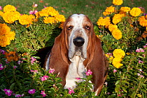 Portrait of tri-color Basset Hound male dog by autumn garden flowers. USA