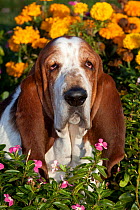 Portrait of tri-color Basset Hound male dog by autumn garden flowers. USA