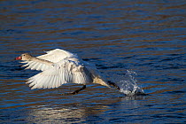 Juvenile Trumpeter Swan (Cygnus buccinator) taking off from water. Mississippi River, Minnesota, USA, February.