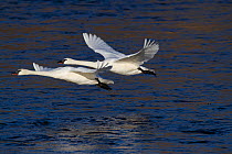 Trumpeter Swans (Cygnus buccinator) in flight low over water. Mississippi River, Minnesota, USA, February.