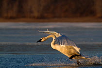 Trumpeter Swan (Cygnus buccinator) landing on open stretch of St. Croix River in dwan light. Wisconsin, USA, February.