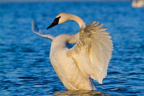 Trumpeter Swan (Cygnus buccinator) stretching wings on water. St. Croix River, Wisconsin, USA, February.