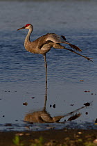 Florida Sandhill Crane (Grus canadensis pratensis), stretching a wing and a leg in shallow water. Sarasota County, Florida, USA, April.