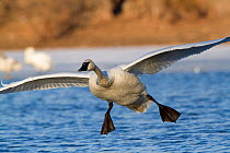 Trumpeter Swan (Cygnus buccinator) in low flight, with feet dropping about to land on water. St. Croix River, Wisconsin, USA, February.