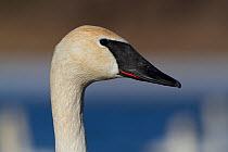 Trumpeter Swan (Cygnus buccinator) portrait. St. Croix River, Wisconsin, USA, February.