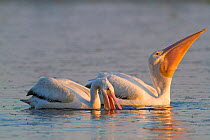 Wintering American White Pelicans (Pelecanus erythrorhyncos) in non-breeding plumage, feeding in shallow lake by using their gular pouches to net fish. Sarasota, Florida, USA, April.