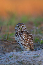 Burrowing Owl (Athene cunicularia) at burrow in sandy soil. Lee County, Florida, USA, March.