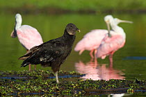 Black Vultures (Coragyps atratus) along shore of freshwater lake with Roseate Spoonbills (Ajaia ajaja) in background. Sarasota County, Florida, USA, April.
