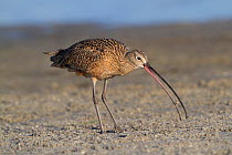 Long-Billed Curlew (Numenius americanus) with Fiddler Crab (Unca sp.) foraged from sand. St. Petersburg, Florida, USA, March.