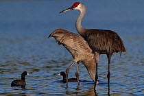 Non-migratory Florida Sandhill Crane (Grus canadensis pratensis) foraging in shallows of Myakka Lake (accompanied by American Coot, Felicia americana); the coots are foraging in the water disturbed by...