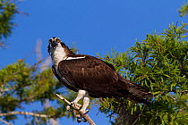 Osprey (Pandion haliaetus) in Bald cypress Trees. Blue Cypress Lake, Vero Beach, Florida, USA, April.