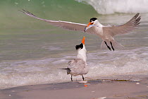 Royal Tern (Thalasseus maximus) in breeding plumage, in flight with Scaled Sardine 'offering' for female, as part of courtship. Gulf of Mexico beach, Pinellas County, Florida, USA, April.