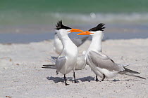 Royal Terns (Thalasseus maximus) stepping toward and then around each other in courtship ritual. Gulf of Mexico beach, St. Petersburg, Florida, USA, April.