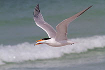 Royal Tern (Thalasseus maximus) in flight, with Scaled Sardine, which it will offer to a female as part of courtship behavior. Gulf of Mexico beach, St. Petersburg, Florida, USA, April.