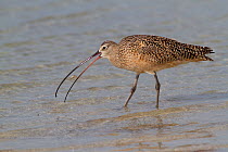 Long-Billed Curlew (Numenius americanus) with Fiddler Crab (Unca sp.) plucked from sand. St. Petersburg, Florida, USA, April.