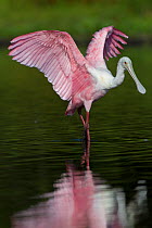 Sub-adult Roseate Spoonbill (Platalea ajaja) stretching its wings in shallow water. Sarasota County, Florida, USA, April.