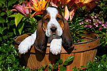 Basset Hound puppy in basket with garden flowers. USA