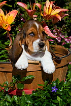 Basset Hound puppy in basket with garden flowers. USA