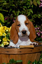 Basset Hound puppy in basket with flowers. USA