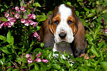 Basset Hound puppy in flowers. USA
