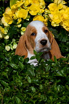 Basset Hound puppy in flowers. USA