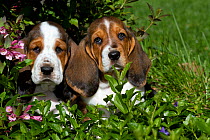 Basset Hound puppies in flowers. USA