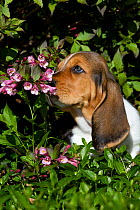Basset Hound puppy in smelling flowers. USA