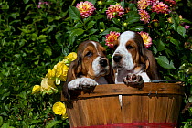 Two Basset Hound puppies in basket with flowers. USA